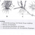 Dietl_Wiesengräser_Bewurzelung